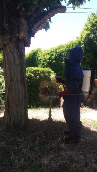 intervention frelons dans un arbre à Lambesc